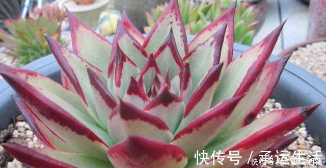 多肉花|多肉养1盆死1盆?记住这4条规则就能一个劲地长,又肥又漂亮