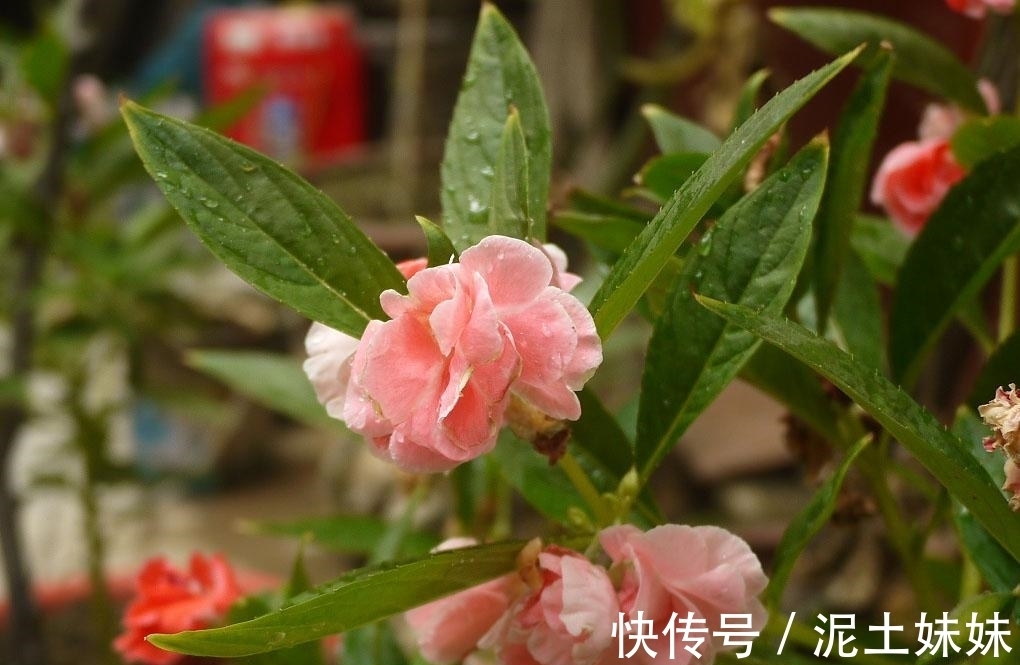 植物|儿时男孩拿来当玩具,女孩用来染指甲,如今方知其价值,不容忽视