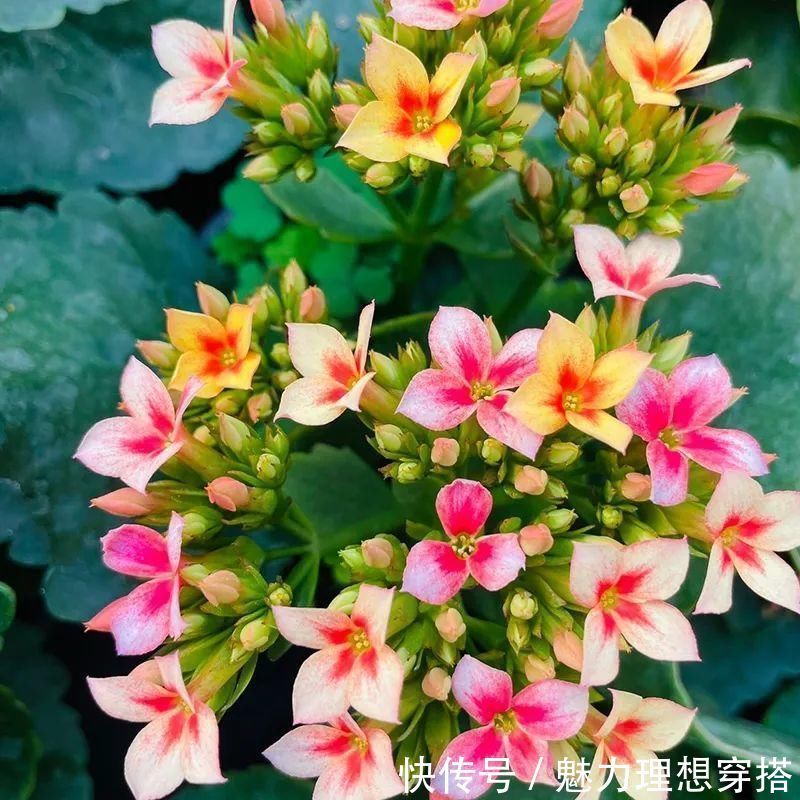 冬天常见的“吉利花”,耐旱皮实花量大,大半年都在开花