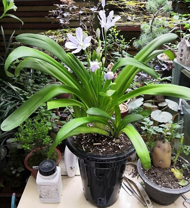 百子莲|这花被误认为“蓝色君子兰”,开花特漂亮,一根枝能开50朵花