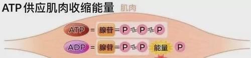 跑步|作为跑者你知道跑步时身体是怎样供能的吗？揭秘人体三大供能系统