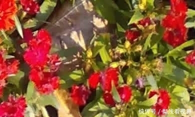 来到|猪八戒来到了现代, 后来他改名猪九戒, 为什么? 搞笑脑筋急转弯