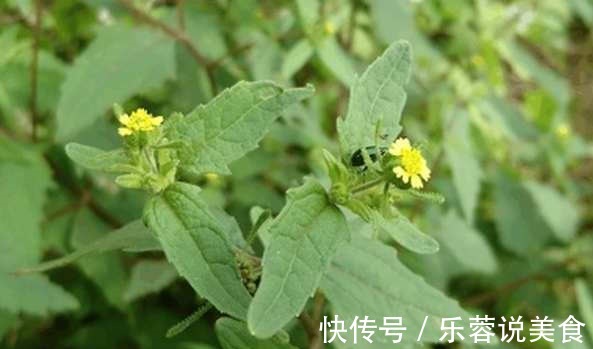 感冒草|一种野草，人称“感冒草”，家乡人喜欢泡茶喝，营养丰富价值高