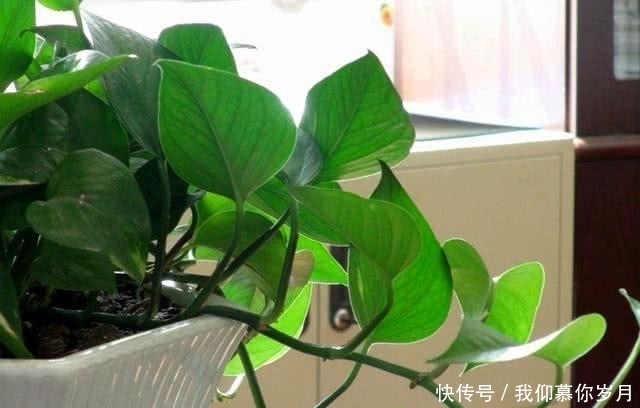 知道大家养的植物为何发黄烂根吗,教大家一招还你一盆绿色的美景