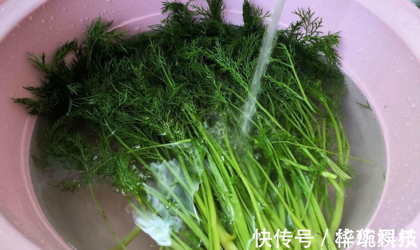 茴香|藏在身边的“养胃药”,是药也是菜,每天吃点,肠胃越来越健康