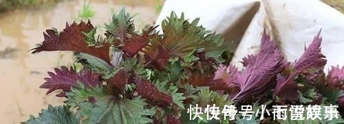 紫苏|这种叶子夏天到处是，泡茶喝散寒解毒、降压降脂阳台就能种