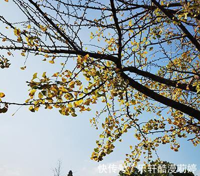 冬季如何喝红茶泡着喝和煮着喝,哪一个更适合我猜你喜欢这个