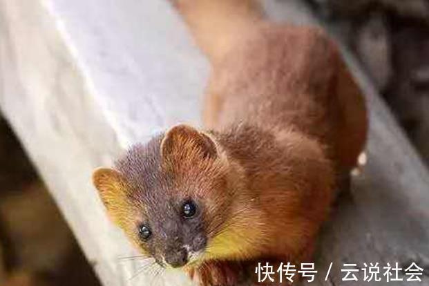 黄鼠狼|为什么农村老人说黄鼠狼不能杀?科学证明,原来并不是迷信