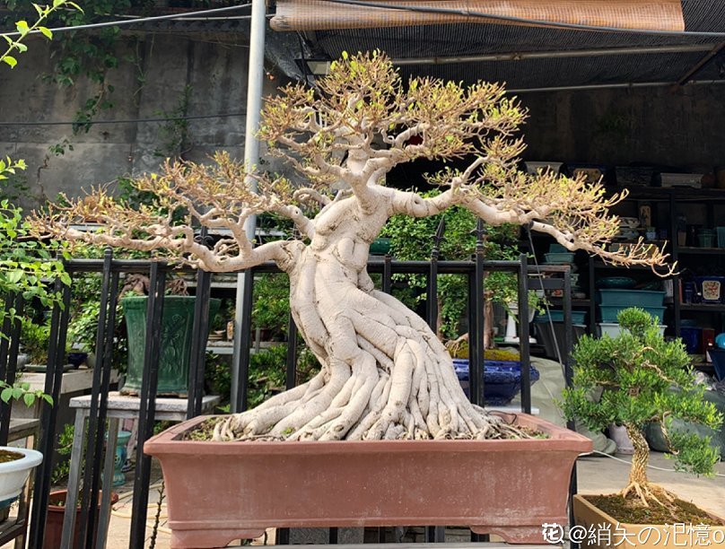 收藏|惊艳的6大盆景造型,中国植物艺术的巅峰,收藏起来