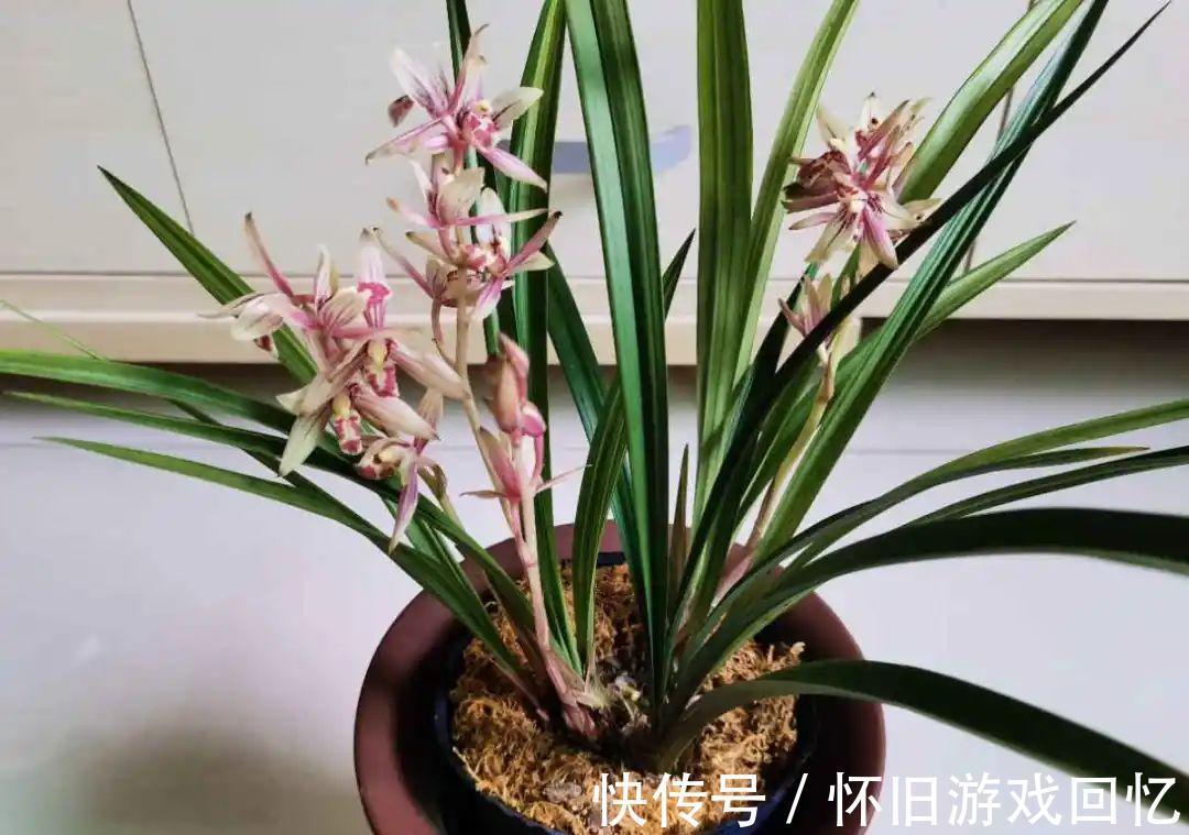 这花不能换盆,现在一动土,小命不保!