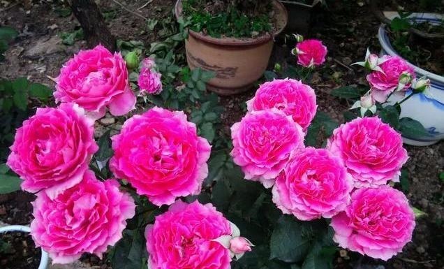 非常奇特的月季花，花色桃红艳丽，花瓣边缘波浪形，好看又好养