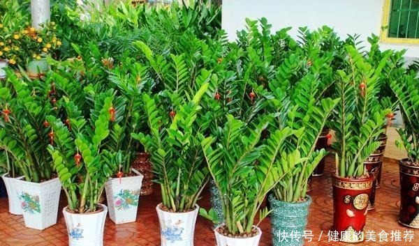 春天金钱树爱黄叶烂根,来点“小技巧”不担心,叶片翠绿有精神!