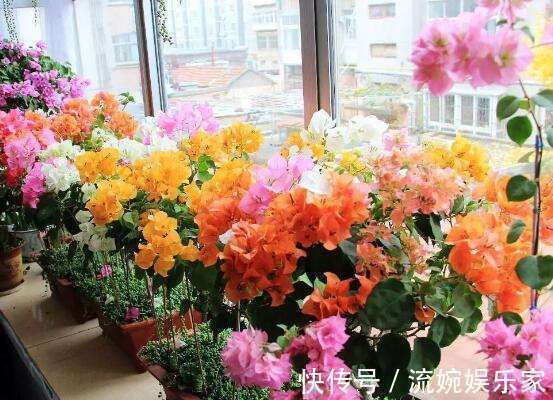 爆盆|喜欢三角梅“花朵爆盆”,首选8个品种,养护记住4个“小技巧”