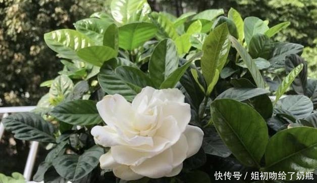 生根|在家扦插1种“香花”,枝条沾点水,插土壤里生根发芽,变盆栽!