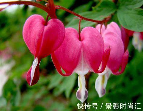 太阳光|养花试试这几款,花期尽量减少太阳光照射,维持荫凉自然环境