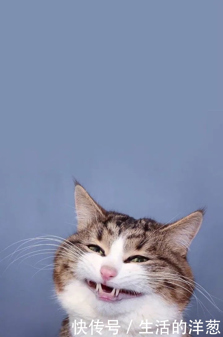 配不上|原来的壁纸已经配不上你的iPhone12了,快来换新的猫咪壁纸