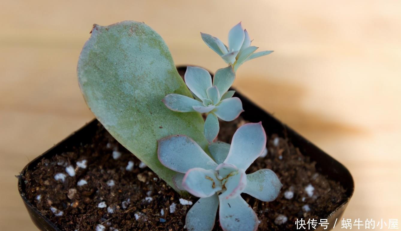 光照|养多肉安全度夏该注意的地方