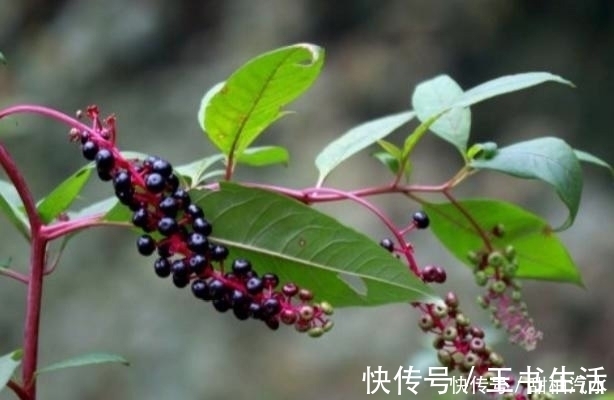 生命力|农村中一种不起眼的野草,用来泡脚可治疗脚气,见到可不要错过