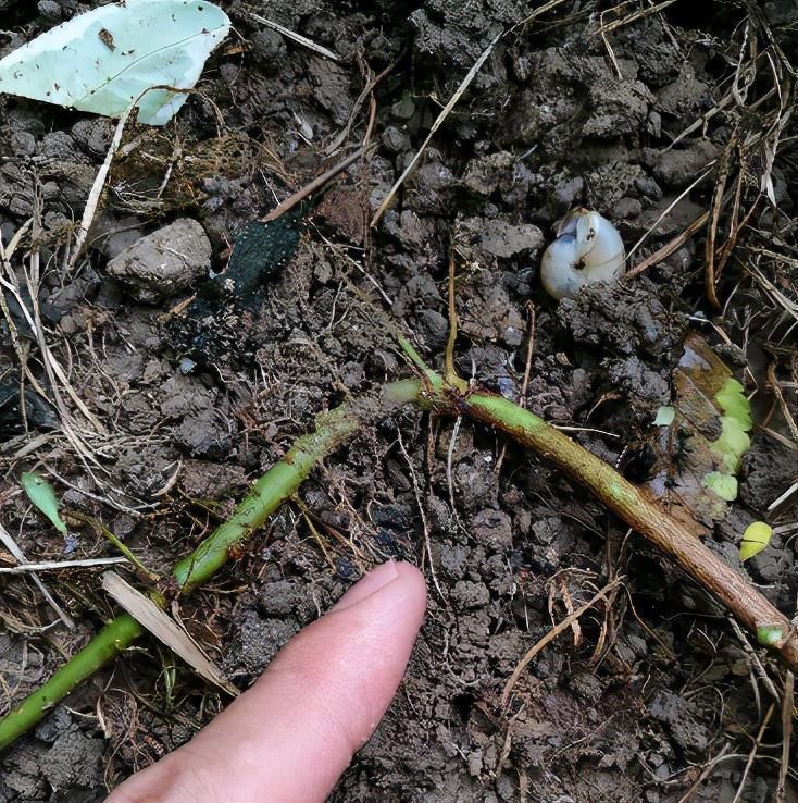 到了12月，有不少花能压条繁殖，做好这5点，扎根快服盆好