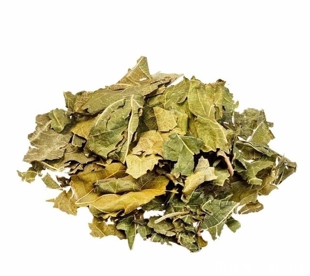 采摘|农村老人常说“霜打的桑叶是个宝”，桑叶的这些作用你知道吗