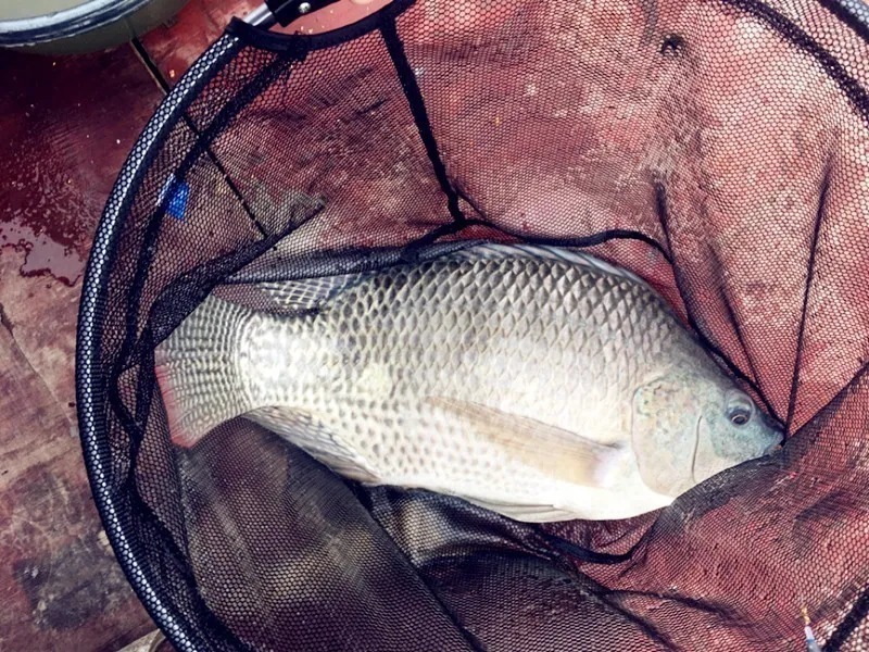 黑坑|这款天然饵料制作方法简单,打窝作钓都很有用,胜过蚯蚓红虫!