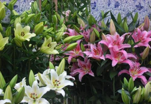 百合花|家里养这4种花,5月赶紧剪一剪,剪完了难度夏,来年没花赏