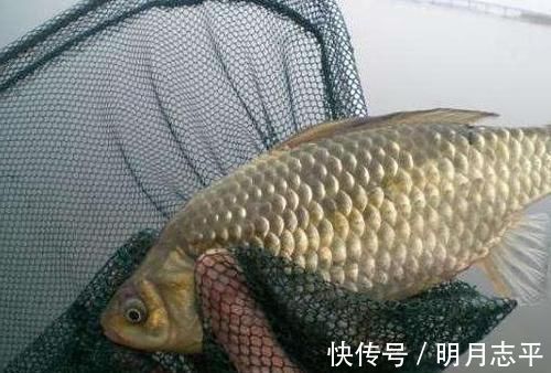 冬季野外钓鲫鱼，这3大原则值得遵循，让鲫鱼们争相上钩
