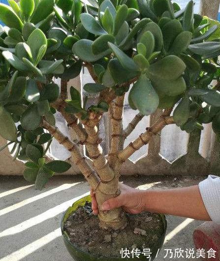 想要养出“老桩盆景”,首选这“2种”植物,6个月就能养成