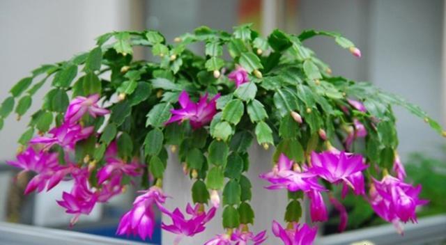 蟹爪兰|长寿花和蟹爪兰可以做邻居吗原来这么“养”，枝叶茂密花开不断