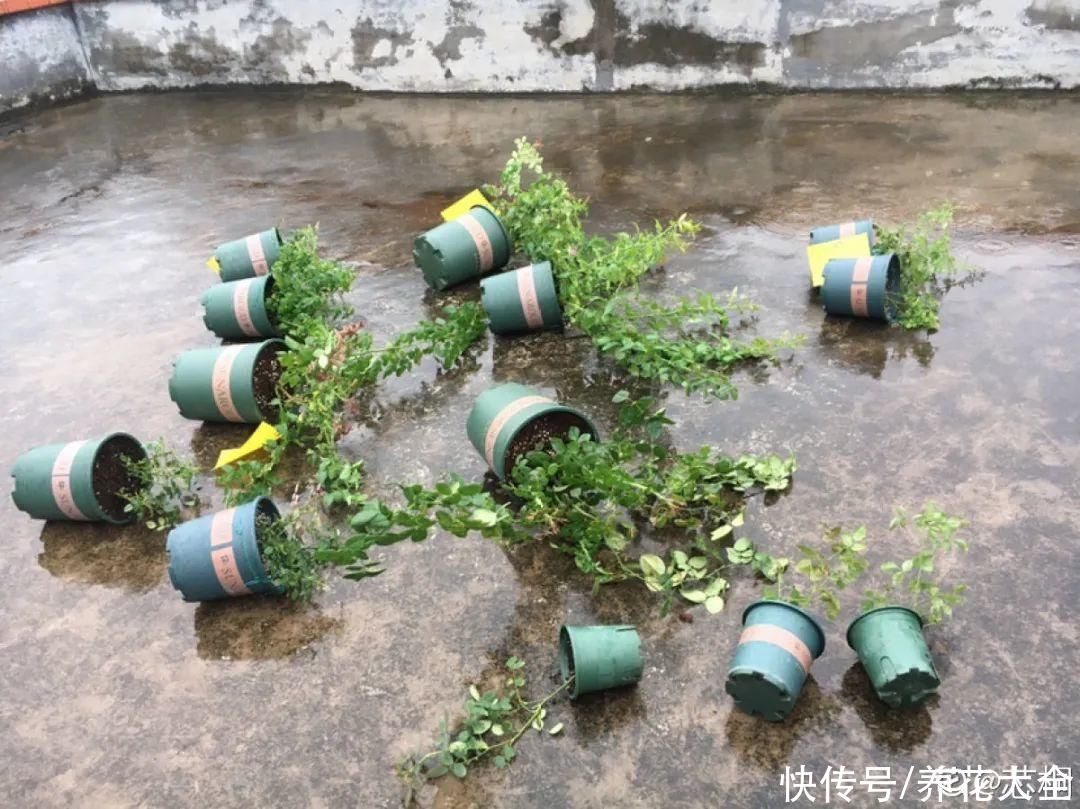 仙人球|9种花最怕下雨天，一淋雨就死，太心疼了