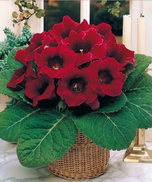  超火|花界中超火的4种花，四季开花，芳香四溢，室内也能养