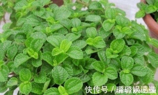 居家就养此款花卉,不闻不问,越不管长得越旺,懒人新手最适合!