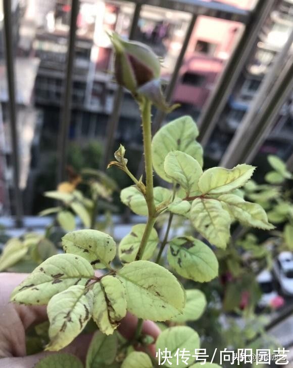 月季花开始冒芽，注意“白粉病”，提前喷药杀菌，新芽冒得快