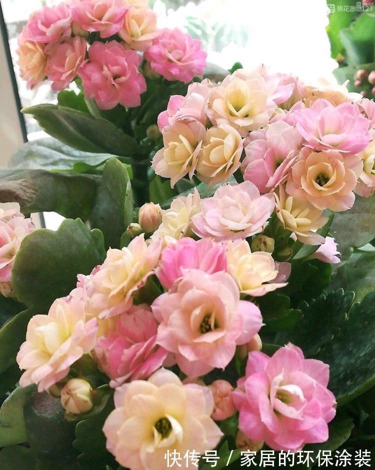 进入10月,建议扦插5种花,温度适宜利于生根,成活率直线上升