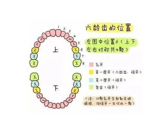 换牙|孩子换牙时的第一颗六龄牙很关键，一定要注意！