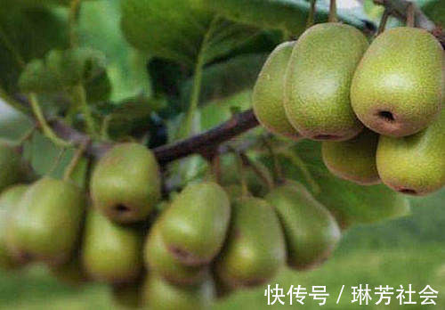 猕猴桃|每天晚上坚持吃三种食物,营养丰富、延缓衰老,有益健康