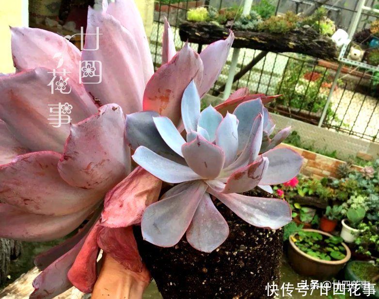 多肉植物|大神用水缸养多肉，两年养出“巨无霸”晚霞，肉友：比人脸还大