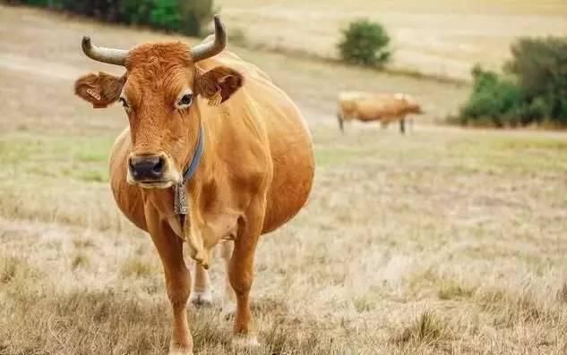 牛牛们|生肖牛在这几个月出生，不管男女，都是越老越有钱的命