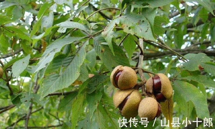 娑罗子|路边捡到的“板栗”不要随便吃