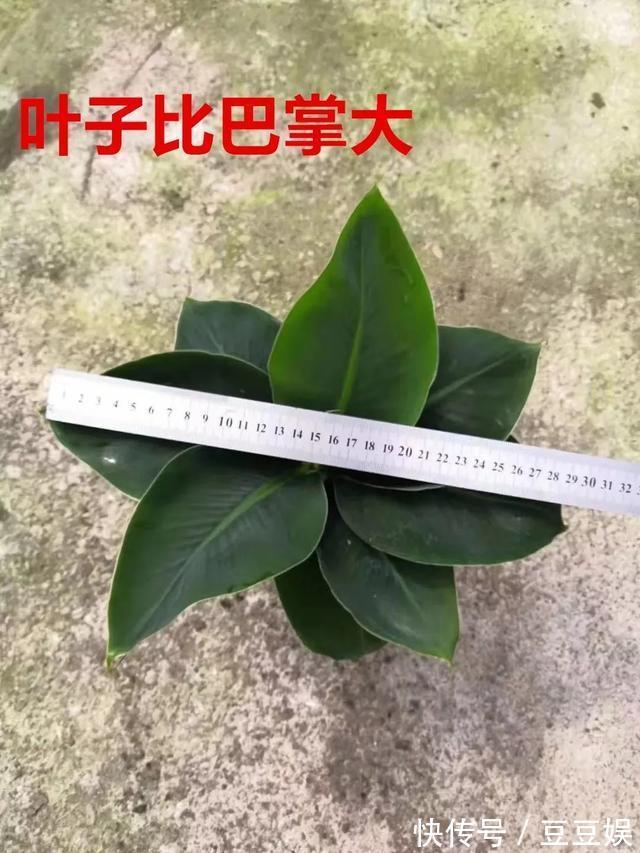 能盆栽的迷你香蕉树,比绿萝还耐阴的花,叶子亮得像打蜡!