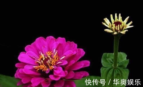 月季|适合养在室内的5种花，给点阳光就灿烂，开花爆盆很简单，真漂亮