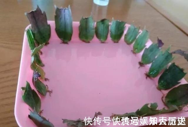 植株|4种花现在扦插,枝条扔土里“生根快”,当年开花,变成养花大户