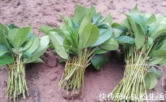 各种窍门制作“生根水”,不花钱的生根水只有1种,别盲目使用