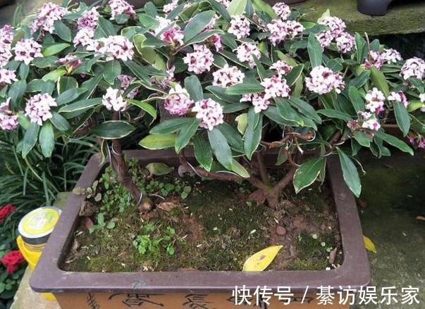 养花|养月季、茉莉不如盆栽金边瑞香,花期长、花朵多,花开满屋飘香