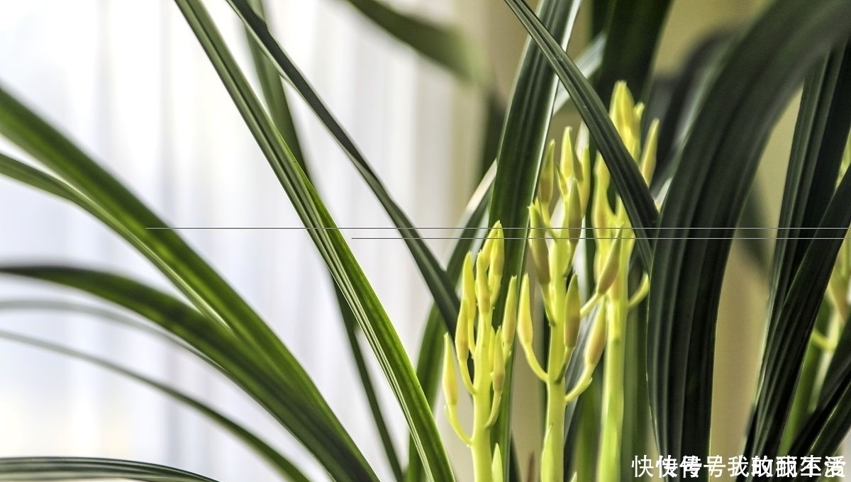 香蕉皮|肉根不发达,就要多施钾兰花根系不发达,常用3种天然钾肥