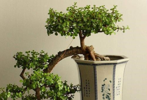 3种漂亮盆景,2年长成老桩,高端大气上档次,是家庭盆栽佳品