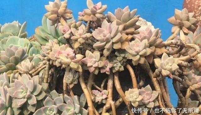 很漂亮的多肉却长得又瘦又高?我觉得你可能对它们做了这些事情