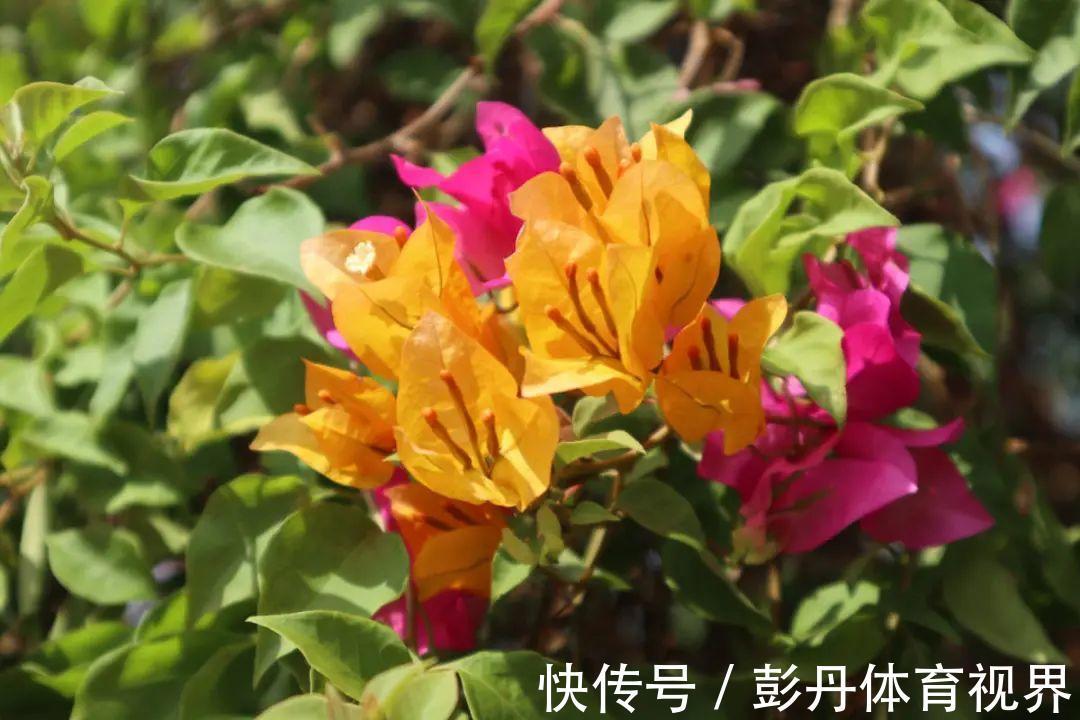 叶子|十月养这花,撸叶子、少浇水,10天冒出大花苞!