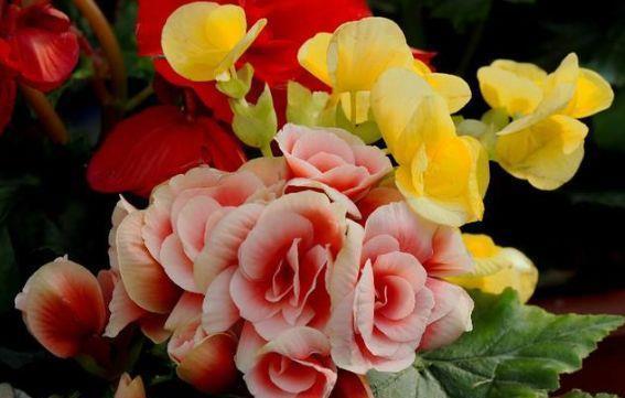 红绒|8月7日-8月29日，庭院选这几款花，越晒越爆盆，漂亮且花期长