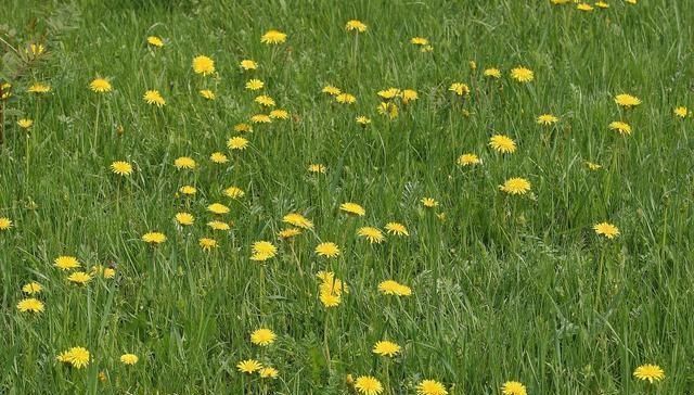 皮肤|蒲公英和它很“般配”，坚持泡水喝，排肝毒降肝火，皮肤也变好了